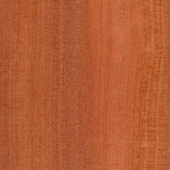 Tasmanian Myrtle