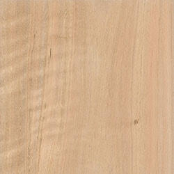 Spotted Gum (VIC & NSW)